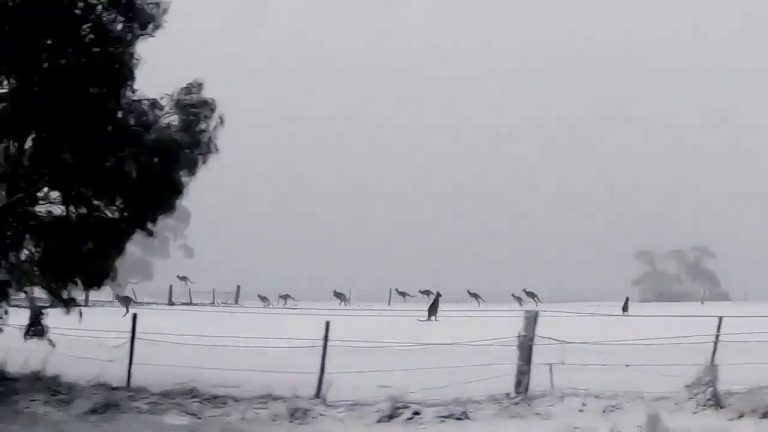 Kangaroos in the SNOW!