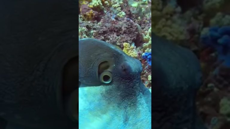 Octopus grove in Nusa Penida – Bali