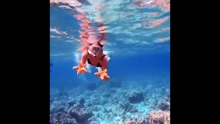 Starfishes in the Maldives